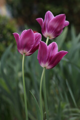 Close up horizontal image of Pink flowers tulips in spring garden. Tulips on green background. First spring flowers. Floral background. Spring .Nature.  Ecology. Purple tulip buds. Blooming Tulips. 