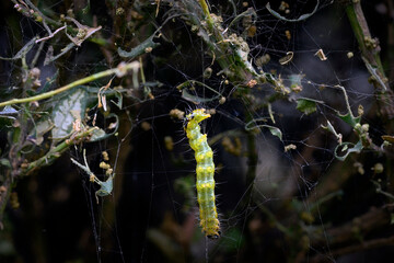 box moth larvae feeding on plant