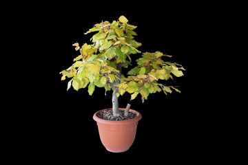 european beech young bonsai