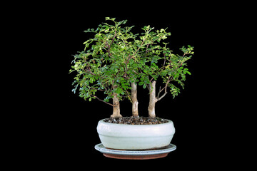 Zanthoxylum piperitum bonsai forest