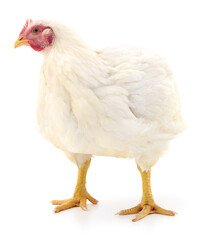 white hen isolated.