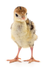 Chicken turkey isolated.