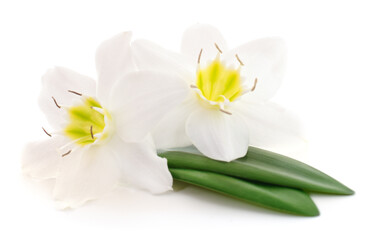 Fototapeta na wymiar Two white flowers.