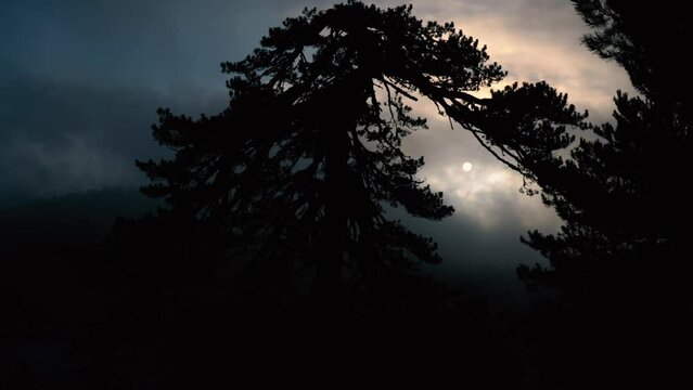 The sun peeking through the fast-flowing clouds among the pine trees