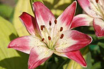 Fototapeta premium Garden flowers 