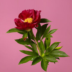 Beautiful red peony with yellow center isolated on pink background.