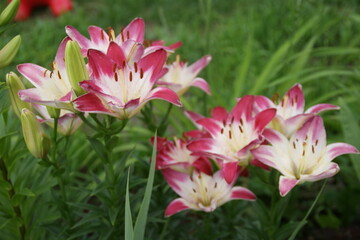 Fototapeta premium Garden flowers 