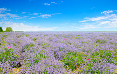 Lavender field and sky. Summer landscape.