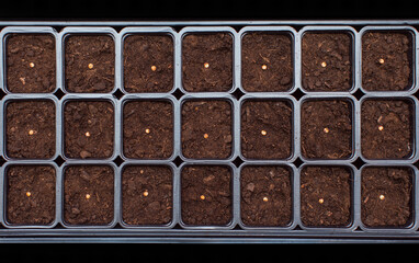 Planting The Seeds 