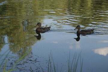 Wild ducks on the lake 