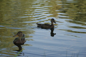 Wild ducks on the lake 