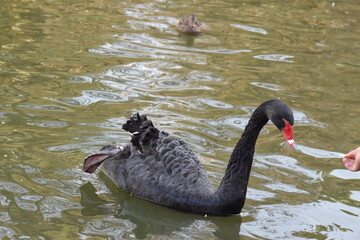 Fototapeta premium cisne negro