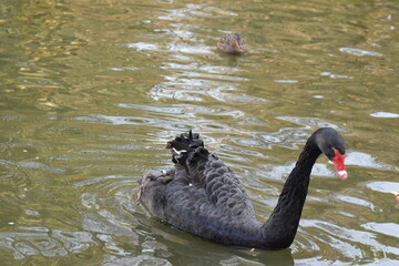 cisne negro