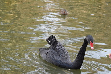 cisne negro