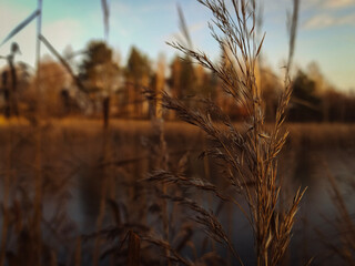 Fototapeta premium reeds at sunset