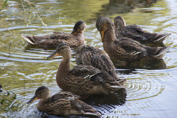 Wild ducks on the lake 