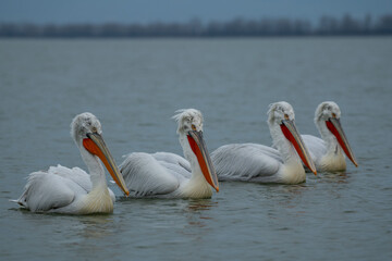 pelicans on the beach