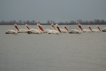 Fototapeta premium flock of pelicans