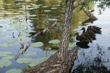 Wild ducks on the lake 