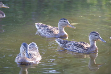 Wild ducks on the lake 