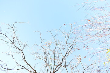arbol