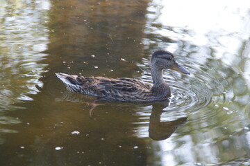 Wild ducks on the lake 
