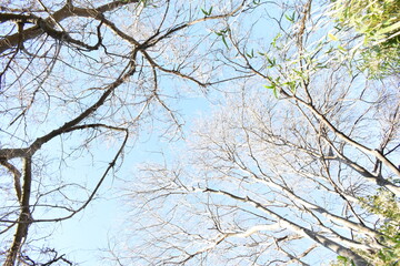 arbol