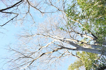 arbol