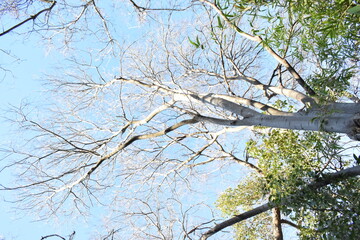 arbol