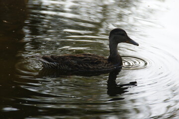 Wild ducks on the lake 