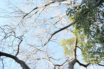 arbol