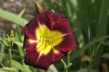 Fototapeta premium Garden flowers 