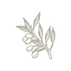 olive branch design