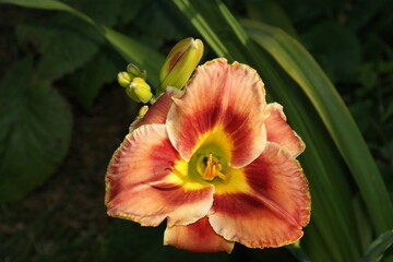 Fototapeta premium Garden flowers 