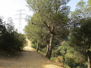 Carretera Y Arboles Palomas,  Camino Al Castillo De Baro Mirador Llobera Barcelona