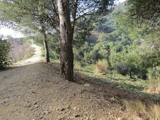 Carretera Y Arboles Palomas,  Camino Al Castillo De Baro Mirador Llobera Barcelona