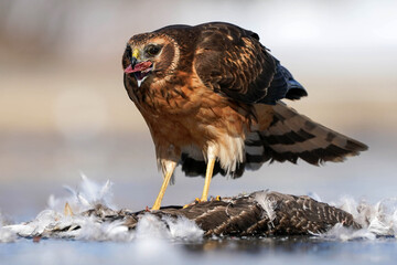 Female Northern Harrier - Feeding