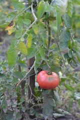 Pomidory na krzaku w ogrodzie, pomidor krakowski malinowy