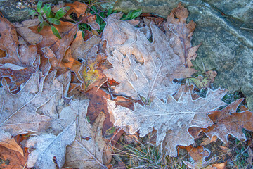 First frost atop Stony Man Cliffs, Shenandoah National Park, Virginia
