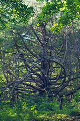 A large, scary tree in the Bieszczady Mountains