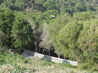 Carretera Y Arboles Palomas,  Camino Al Castillo De Baro Mirador Llobera Barcelona