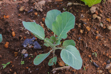 Top view of fresh young cabbage that newly planted in a farm field. Organic green cabbages plants in the garden. Organic farming and agriculture concept background