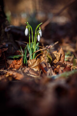 Schneeglöckchen Hallo Frühling