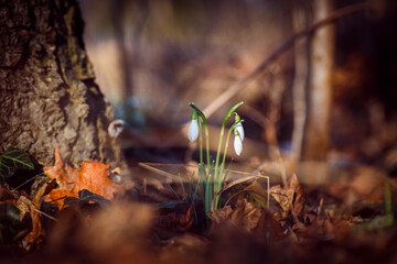Schneegl&ouml;ckchen im Wald Fr&uuml;hbl&uuml;her Fr&uuml;hling Waldboden