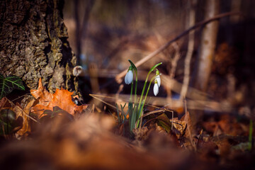 Schneegl&ouml;ckchen im Wald