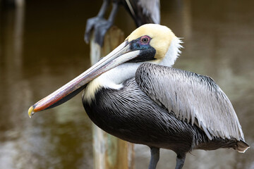 Pelican With Large Beak In Profile