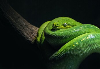 green snake 