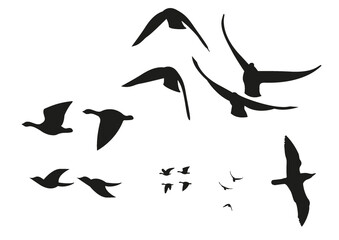 set sagome uccelli città anatre gabbiani rondini colombi piccioni ritaglio volare