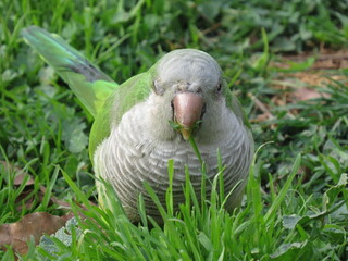ave, animal, naturaleza, fauna, frailecillo, pico, cotorra, blanco, emplumar, inhospitalario, pato,...
