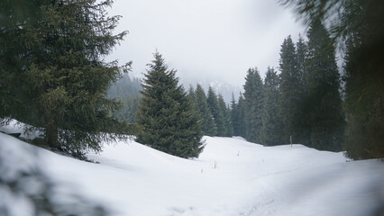 Fototapeta na wymiar Coniferous snowy forest in the mountains